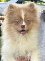 Betty, a female Pomeranian for sale in Dayton, OH – 2 of 3