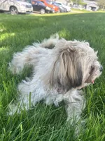 Ma’Ma, a female Shih Tzu for sale in Barrington, IL – 4 of 4