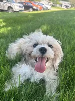 Ma’Ma, a female Shih Tzu for sale in Barrington, IL – 2 of 4