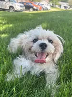 Ma’Ma, a female Shih Tzu for sale in Barrington, IL – 3 of 4