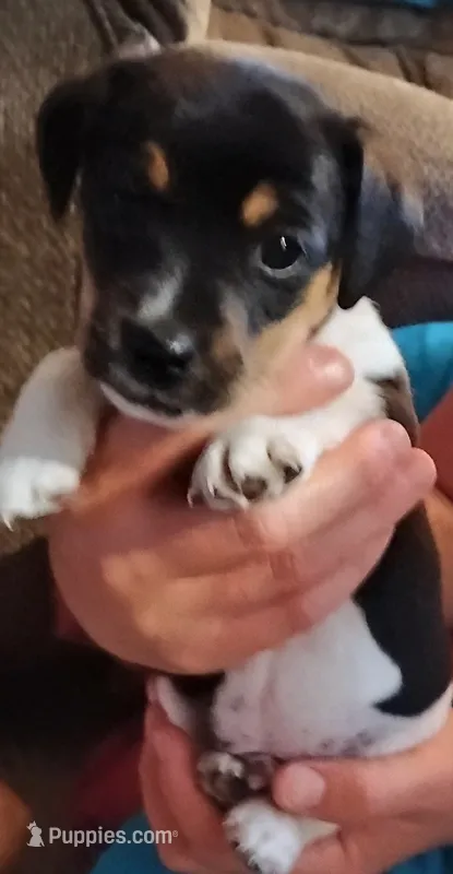 Chet – Jack Russell Terrier puppy for sale in Superior, WI