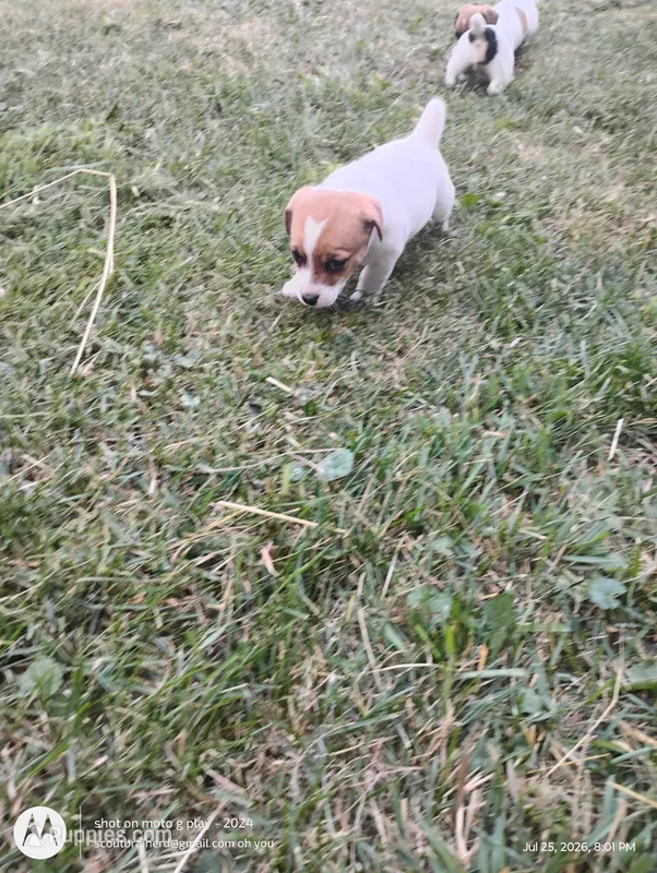 Linda – Jack Russell Terrier puppy for sale in Superior, WI