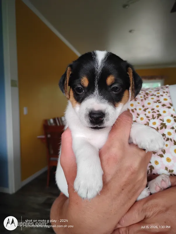 Thomas – Jack Russell Terrier puppy for sale in Superior, WI