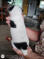 Thomas, a male Jack Russell Terrier for sale in Superior, WI – 2 of 5