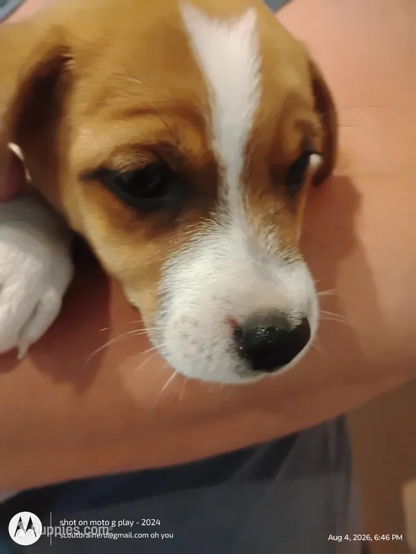 Linda – Jack Russell Terrier puppy for sale in Superior, WI
