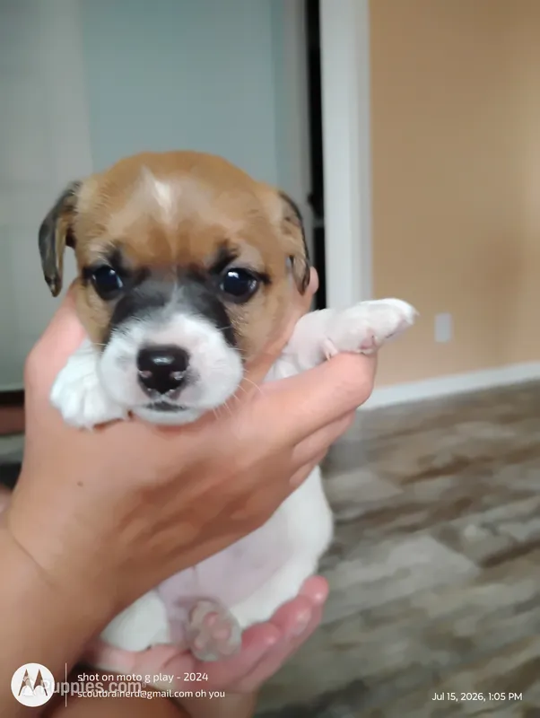 Gloria – Jack Russell Terrier puppy for sale in Superior, WI