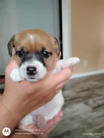 Gloria, a female Jack Russell Terrier for sale in Superior, WI – 1 of 5