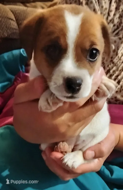 Linda – Jack Russell Terrier puppy for sale in Superior, WI