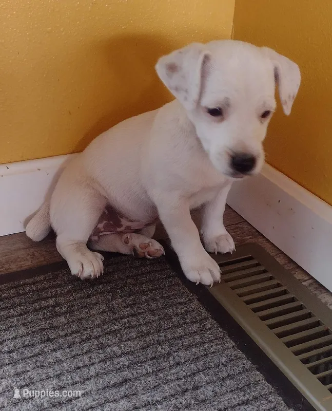 Tiffany – Jack Russell Terrier puppy for sale in Superior, WI