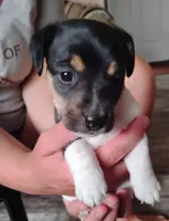 Chet, a male Jack Russell Terrier for sale in Superior, WI – 1 of 5