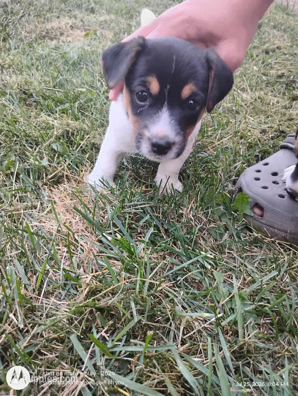 William – Jack Russell Terrier puppy for sale in Superior, WI