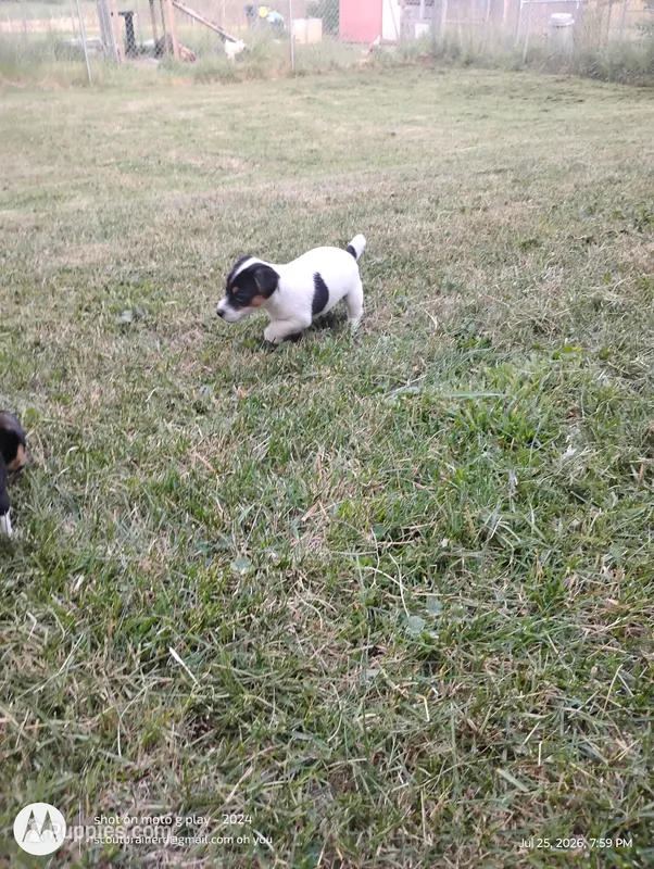 Thomas – Jack Russell Terrier puppy for sale in Superior, WI