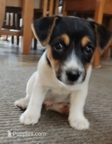William – Jack Russell Terrier puppy for sale in Superior, WI