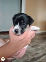 Brenda, a female Jack Russell Terrier for sale in Superior, WI – 2 of 4