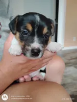 William, a male Jack Russell Terrier for sale in Superior, WI – 2 of 5