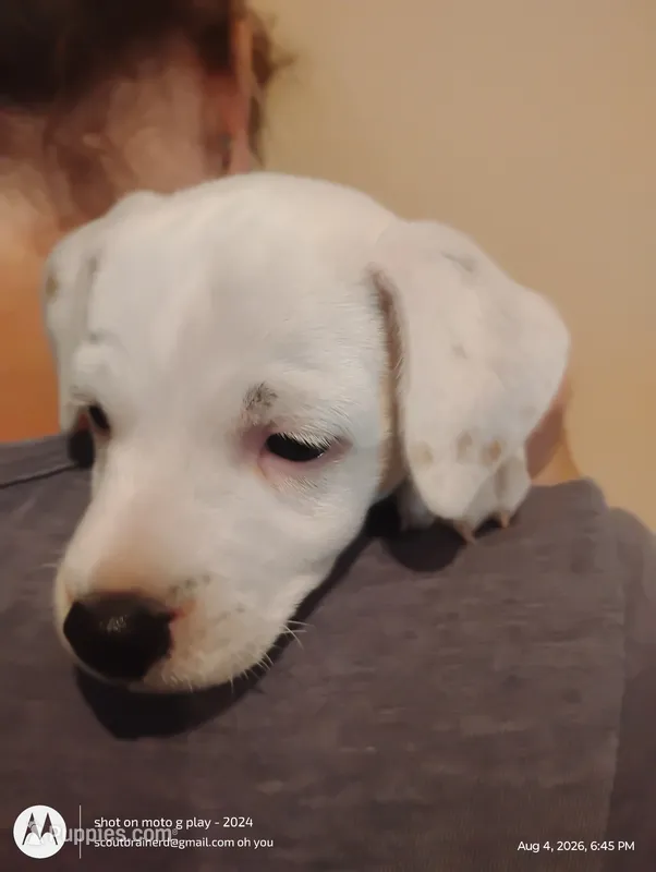 Tiffany – Jack Russell Terrier puppy for sale in Superior, WI