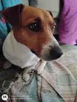 Linda, a female Jack Russell Terrier for sale in Superior, WI – 3 of 4