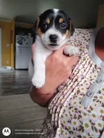Thomas, a male Jack Russell Terrier for sale in Superior, WI – 3 of 5