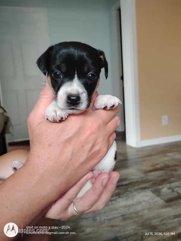 Brenda – Jack Russell Terrier puppy for sale in Superior, WI