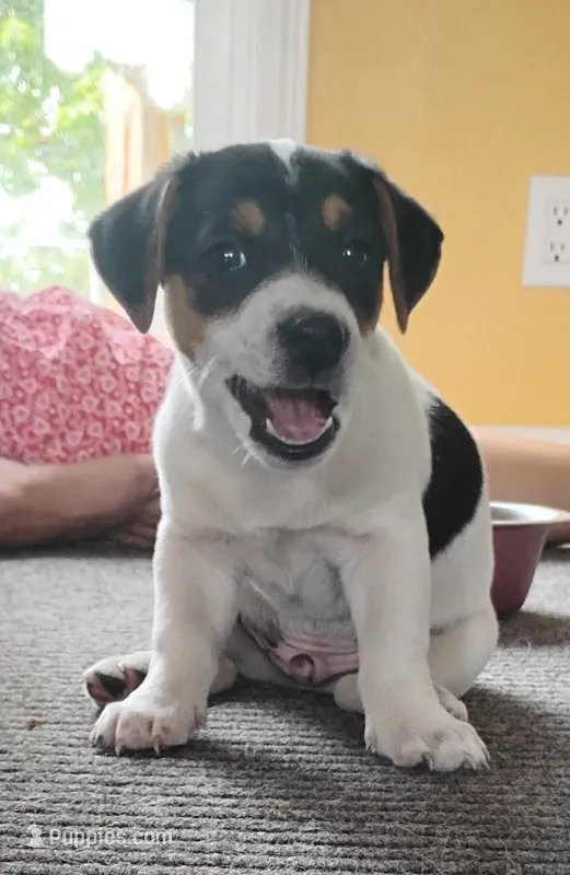 Thomas – Jack Russell Terrier puppy for sale in Superior, WI
