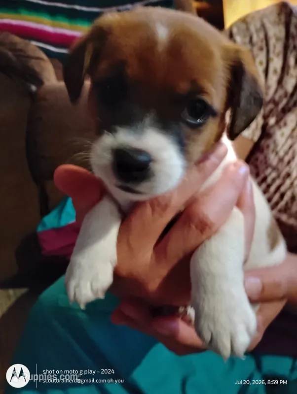 Gloria – Jack Russell Terrier puppy for sale in Superior, WI