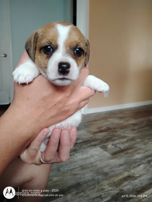 Linda – Jack Russell Terrier puppy for sale in Superior, WI
