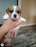 Linda, a female Jack Russell Terrier for sale in Superior, WI – 1 of 4