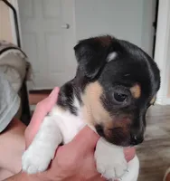 Chet, a male Jack Russell Terrier for sale in Superior, WI – 2 of 5