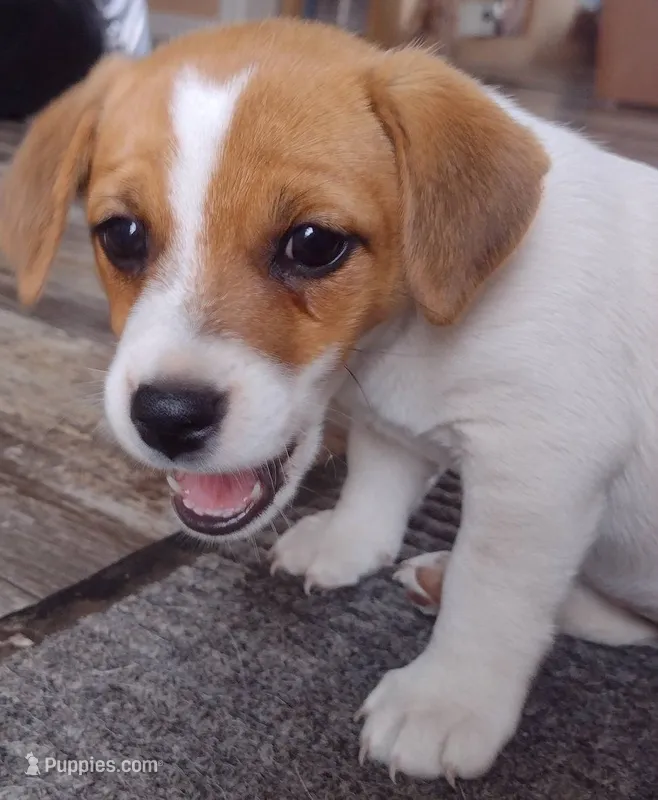 Linda – Jack Russell Terrier puppy for sale in Superior, WI