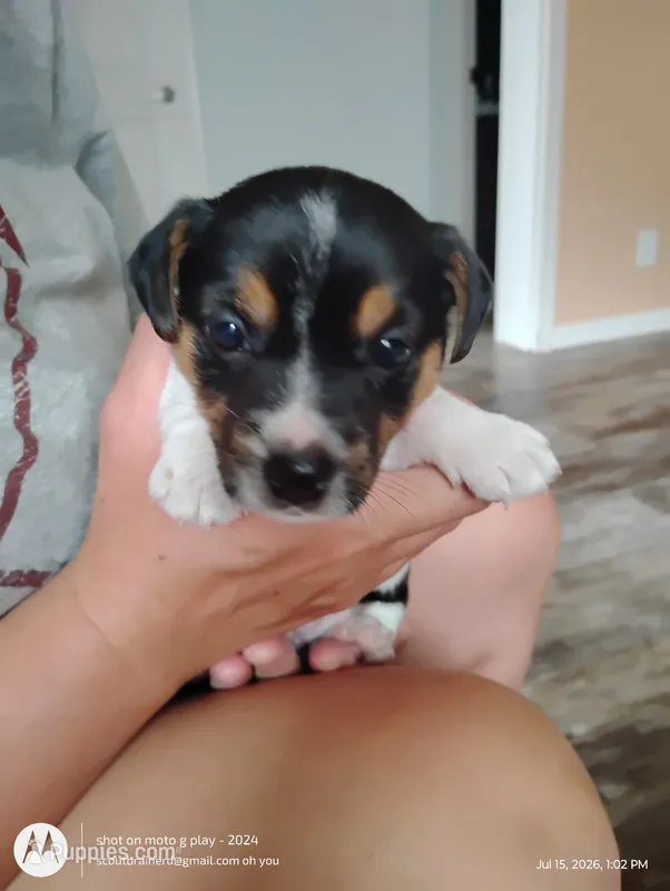 William – Jack Russell Terrier puppy for sale in Superior, WI