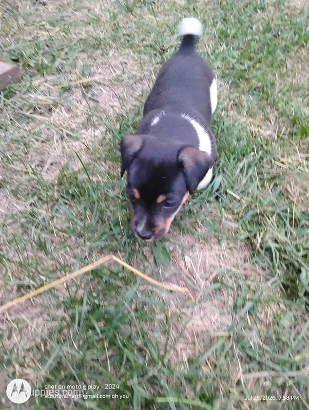 Chet – Jack Russell Terrier puppy on hold in Superior, WI