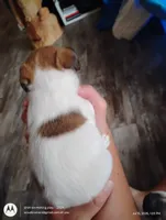 Gloria, a female Jack Russell Terrier for sale in Superior, WI – 3 of 5