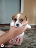 Linda, a female Jack Russell Terrier for sale in Superior, WI – 2 of 4