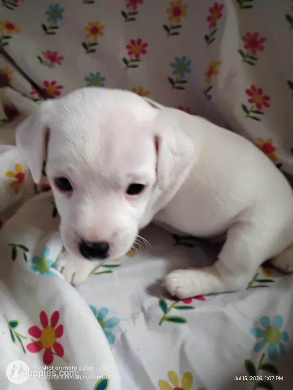 Tiffany – Jack Russell Terrier puppy for sale in Superior, WI
