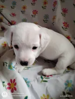 Tiffany, a female Jack Russell Terrier for sale in Superior, WI – 1 of 5