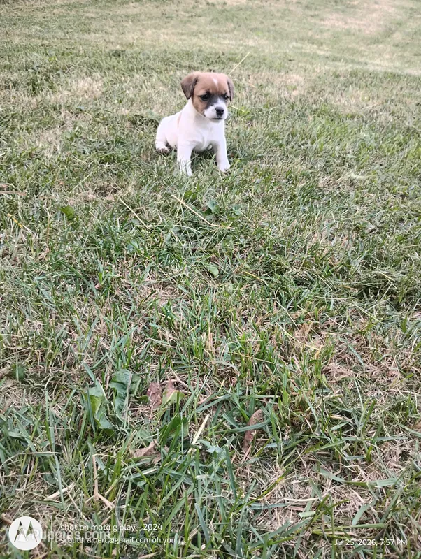 Gloria – Jack Russell Terrier puppy for sale in Superior, WI