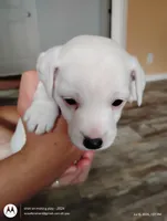 Tiffany, a female Jack Russell Terrier for sale in Superior, WI – 2 of 5