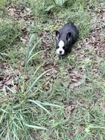 Chevy, a male French Bulldog for sale in Calhoun, GA – 2 of 3