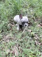 Timber, a male French Bulldog for sale in Calhoun, GA – 2 of 3
