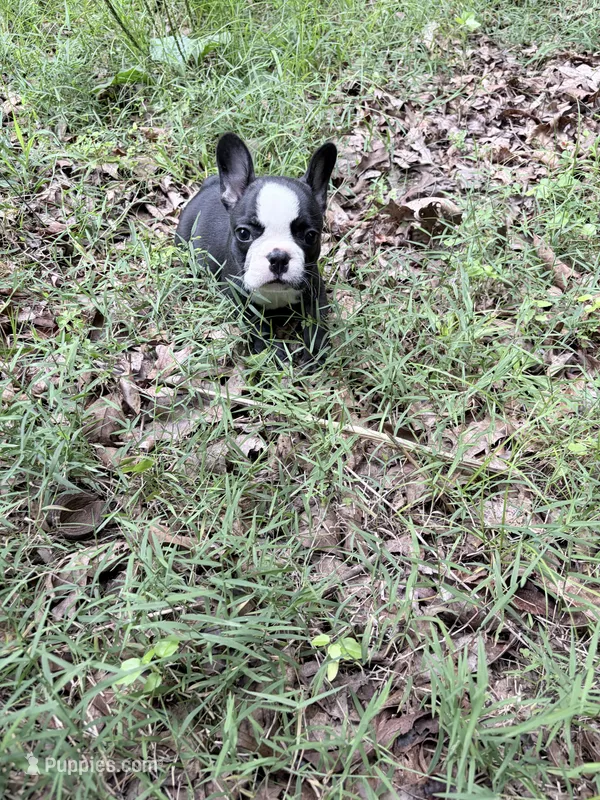 Chevy – French Bulldog puppy for sale in Calhoun, GA