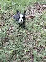 Chevy, a male French Bulldog for sale in Calhoun, GA – 1 of 3