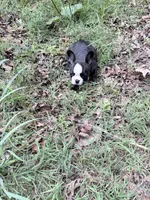 Chevy, a male French Bulldog for sale in Calhoun, GA – 3 of 3