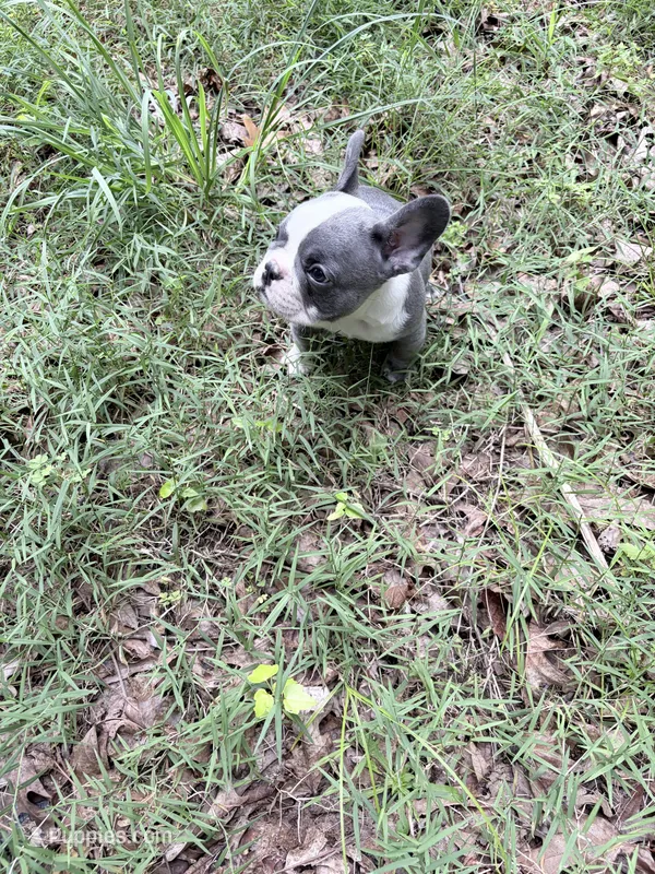 Bluie – French Bulldog puppy for sale in Calhoun, GA