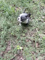 Bluie, a male French Bulldog for sale in Calhoun, GA – 1 of 1