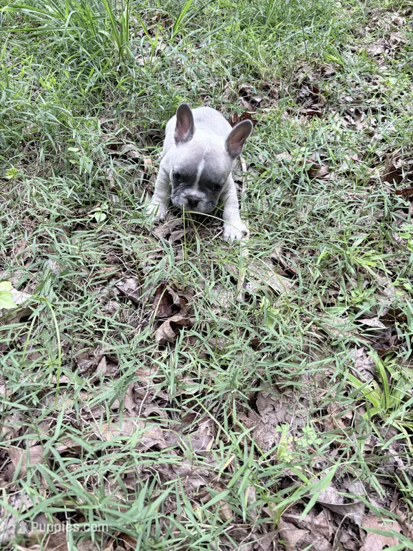 Timber – French Bulldog puppy for sale in Calhoun, GA