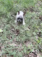 Timber, a male French Bulldog for sale in Calhoun, GA – 1 of 3