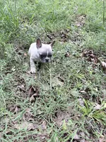 Timber, a male French Bulldog for sale in Calhoun, GA – 3 of 3
