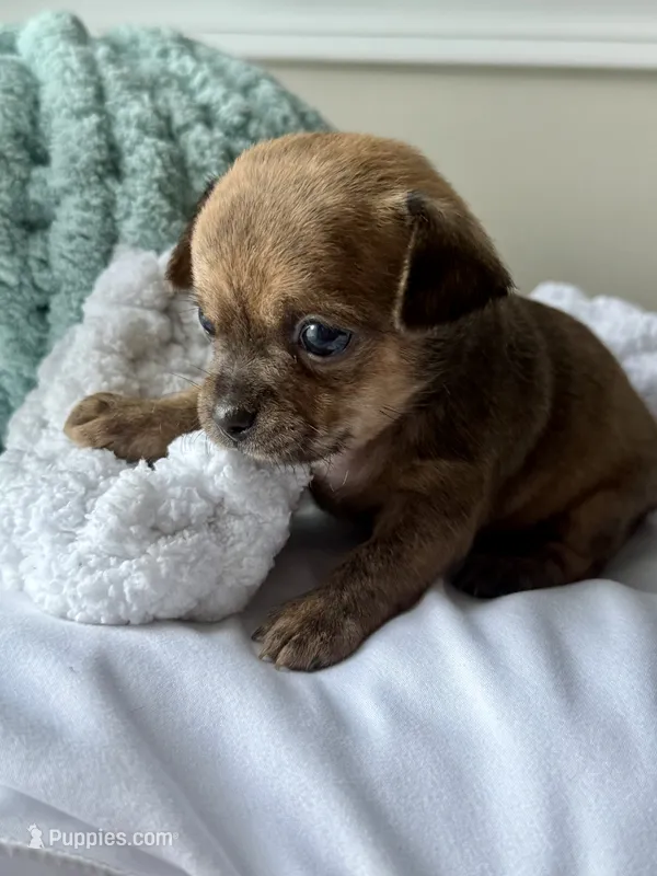 WallE – Chihuahua puppy for sale in High Point, NC