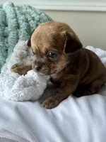 WallE, a male Chihuahua for sale in High Point, NC – 1 of 4