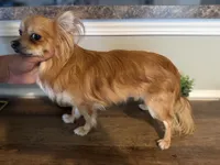 Beau, a male Chihuahua for sale in High Point, NC – 5 of 5